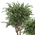 Evergreen Indoor Plant Collection 3D model small image 2