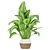 Premium Aglaonema Indoor Plant: Collection Vol. 298 3D model small image 2