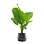 Giant Taro: Tropical Beauty for Indoors 3D model small image 4