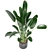 Indoor Plants Collection - Set 198: 3D Model Bundle 3D model small image 5