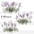 Purpletop Vervain Trio - 3 Verbena bonariensis Plants 3D model small image 1
