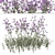 Purpletop Vervain Trio - 3 Verbena bonariensis Plants 3D model small image 2