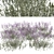 Purpletop Vervain Trio - 3 Verbena bonariensis Plants 3D model small image 4