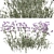 Purpletop Vervain Trio - 3 Verbena bonariensis Plants 3D model small image 6