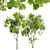 Real-Tree Acer & Ghost Gum: High-Quality 3D Models 3D model small image 4