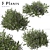 Beautiful Vinca Major Plant Set (3 Plants) 3D model small image 1