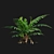 Silver Fern: Elegant Indoor Plant 3D model small image 5