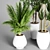 Indoor Plant Collection: 27 Varieties 3D model small image 3