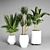 Indoor Plant Collection: 27 Varieties 3D model small image 4