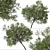 Boomerang Wattle: Set of 2 Acacia Trees 3D model small image 3