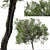 Boomerang Wattle: Set of 2 Acacia Trees 3D model small image 4