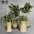 Indoor Plant Collection - 29 Varieties 3D model small image 2