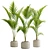 Tropical Majesty Palm Plant 3D model small image 1