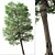  Italian Alder Tree: Beautiful & Hardy 3D model small image 4