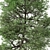  Italian Alder Tree: Beautiful & Hardy 3D model small image 6