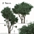 Paperbark Melaleuca Tree Set (2 Trees) 3D model small image 1