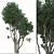 Paperbark Melaleuca Tree Set (2 Trees) 3D model small image 2