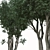Paperbark Melaleuca Tree Set (2 Trees) 3D model small image 4