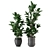 Modern Indoor Plant Collection - Set 205 3D model small image 4