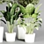  Indoor Plant Collection - 32 Varieties 3D model small image 4