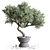 Mini Bonsai Tree - 3D Plant Model 3D model small image 1