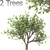 Tang Dynasty Loquat Tree Set 3D model small image 2