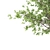 Tang Dynasty Loquat Tree Set 3D model small image 4