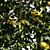 Citrus Delight: Fresh Kumquat Bushes 3D model small image 2