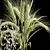Elegant Dry Plant Set: V-Ray/Corona 3D model small image 3