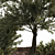 Evergreen Paradise: Olive Tree & Bush 3D model small image 4