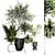 Indoor Plant Collection: 37 Varieties 3D model small image 1