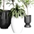 Indoor Plant Collection: 37 Varieties 3D model small image 3