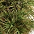 Tropical Bush Set - Mixed Plant 62 3D model small image 2