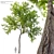 Black Locust Tree: Tall & Sturdy 3D model small image 1