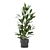 Lush Indoor Plants Collection - Set 220 3D model small image 4