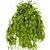 Luxury Indoor Hanging Plant Collection 3D model small image 5