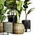 Indoor Plant Collection - 40 Varieties 3D model small image 6