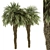 Palm Date Tree Set - Fluffy Bark 3D model small image 1