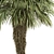 Palm Date Tree Set - Fluffy Bark 3D model small image 3