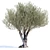 Olive Tree 7 - Stunning 12m Tall Decor 3D model small image 1