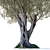 Olive Tree 7 - Stunning 12m Tall Decor 3D model small image 4