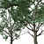 Lush Box Elder Trees Duo 3D model small image 4