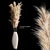 Elegant Cortaderia Plants: Beautiful and Hardy 3D model small image 1