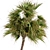 Exquisite 3-Tree Date Palm Set 3D model small image 5