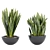 70 Sansevieria Plants Collection: High-Quality 3D Models! 3D model small image 2