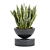 70 Sansevieria Plants Collection: High-Quality 3D Models! 3D model small image 4