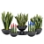 70 Sansevieria Plants Collection: High-Quality 3D Models! 3D model small image 5