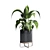 183 Plant Collection: Ficus Lyrata, Monstera, Palm - Perfect Indoor Greenery 3D model small image 6