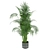 Indoor Palm Leaf - Collection Plant Vol 307 3D model small image 6