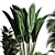 Indoor Plant Collection: Ficus, Monstera, Palm 3D model small image 3